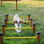 Miniaturka Agility Mini Jump Bars (9)
